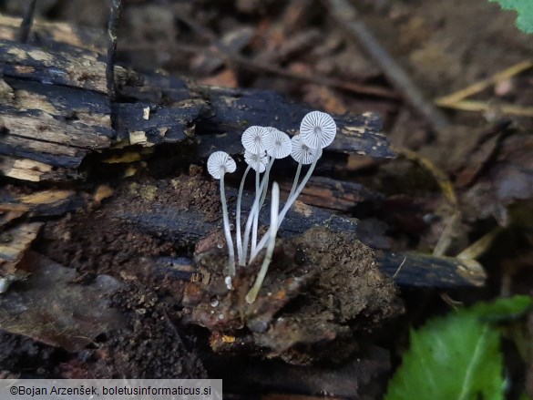 Mycena nucicola