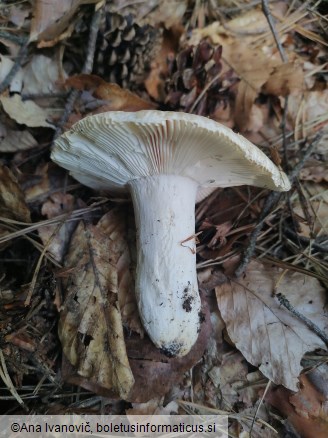 Russula virescens