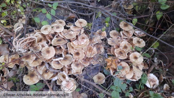 Armillaria mellea