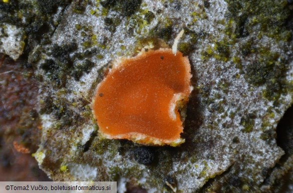 Orbilia carpoboloides