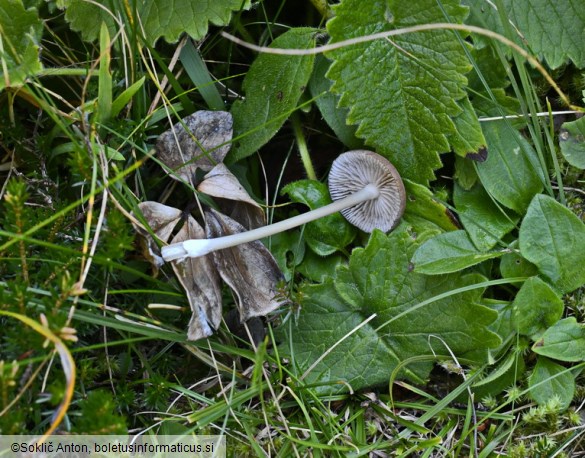 Entoloma querquedula