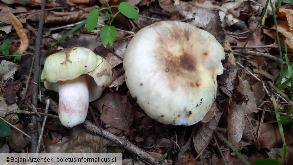 Russula violeipes f. citrina