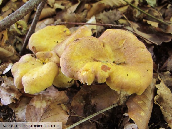 Cantharellus amethysteus