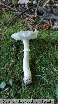 Amanita excelsa