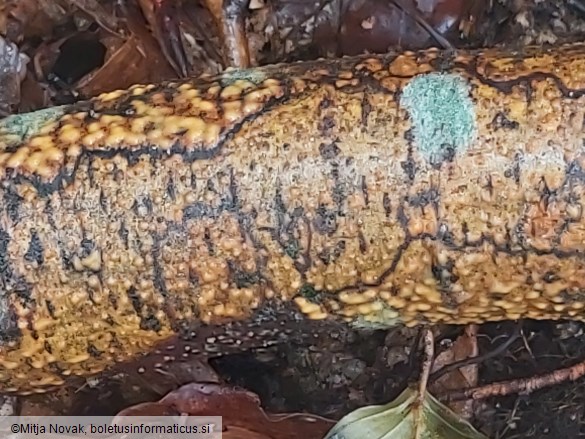 Eutypella quaternata