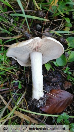 Hebeloma sinapizans