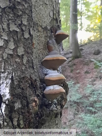 Phellinus hartigii