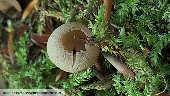 Tarzetta catinus