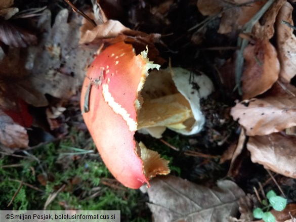 Amanita caesarea