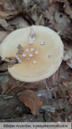 Amanita gemmata