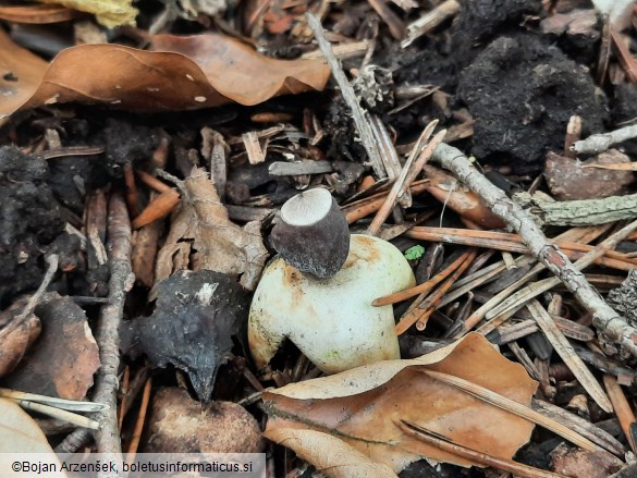 Geastrum quadrifidum