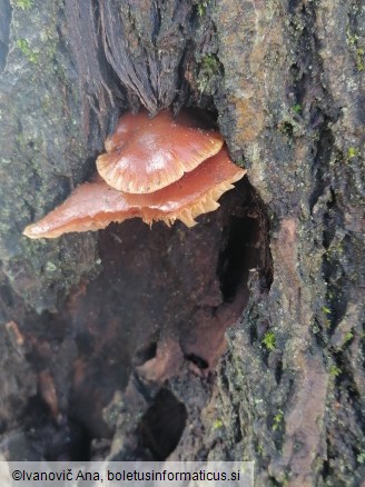 Flammulina velutipes