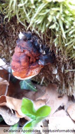 Fomitopsis pinicola