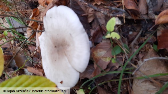 Clitocybe nebularis