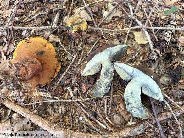 Neoboletus erythropus