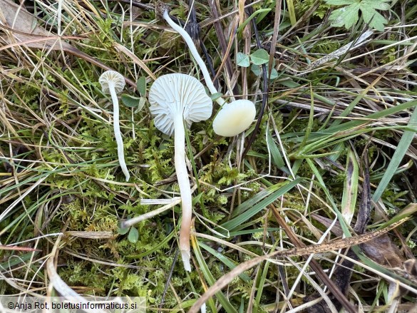 Cuphophyllus russocoriaceus