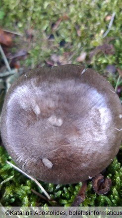 Pluteus atromarginatus