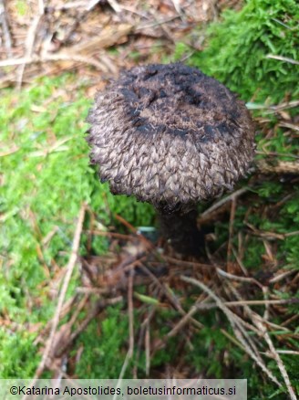 Strobilomyces strobilaceus