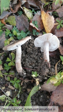 Tricholoma scalpturatum