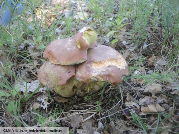 Butyriboletus pseudoregius