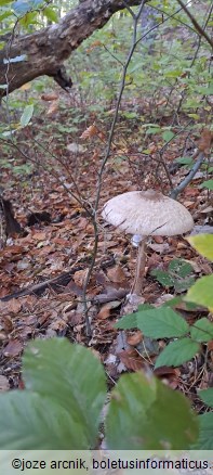 Macrolepiota procera