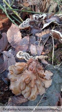 Auricularia mesenterica