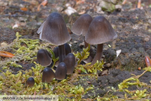 Mycena silvae-nigrae