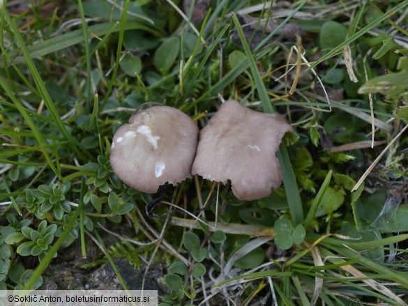 Calocybe carnea