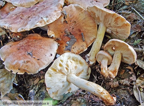 Tricholoma populinum