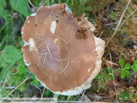 Gyroporus castaneus