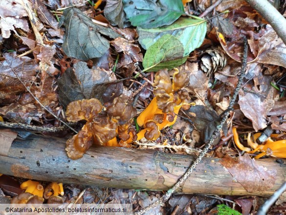 Craterellus lutescens