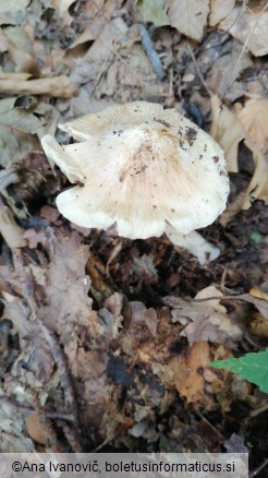 Inocybe rimosa