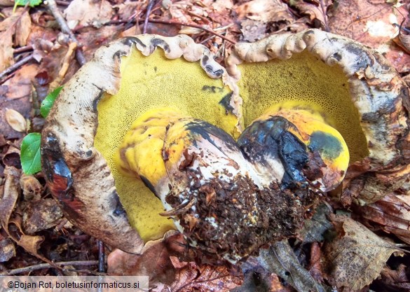 Cyanoboletus pulverulentus