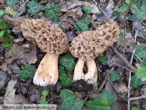 Morchella esculenta