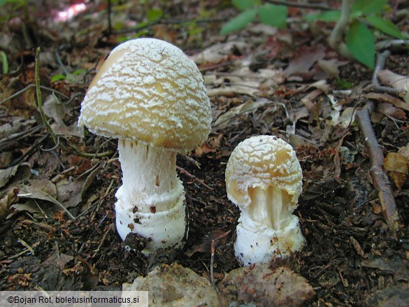 Amanita gemmata