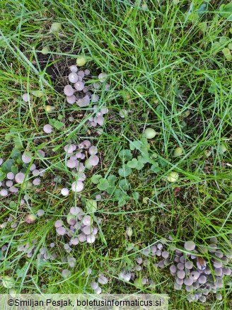 Coprinellus disseminatus