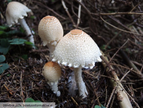 Lepiota clypeolaria