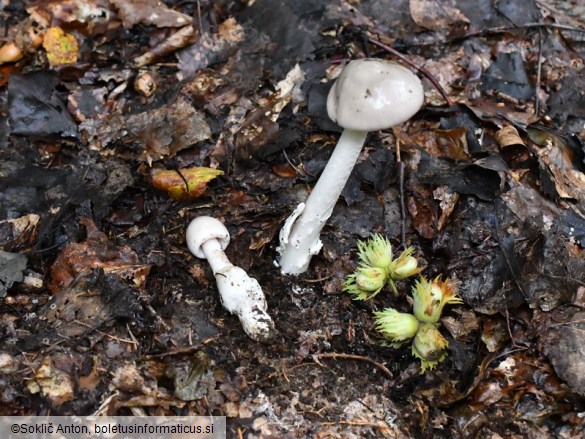 Amanita coryli