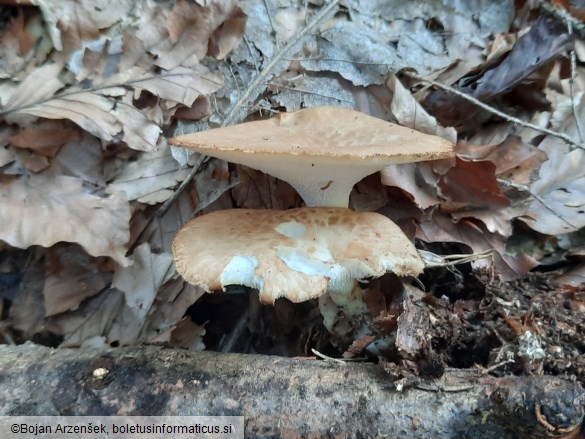 Polyporus tuberaster