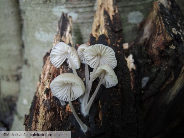 Mycena abramsii