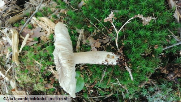 Megacollybia platyphylla