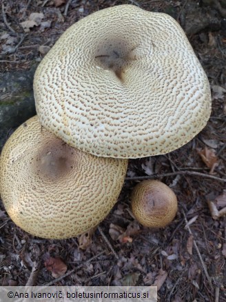 Agaricus augustus