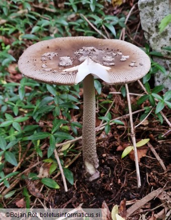 Amanita ceciliae