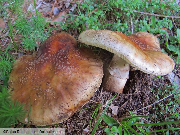 Amanita rubescens