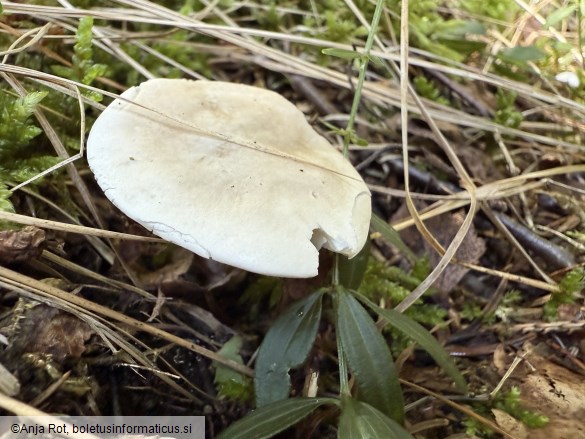 Clitopilus prunulus