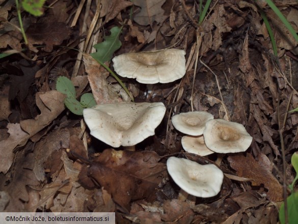 Clitocella popinalis