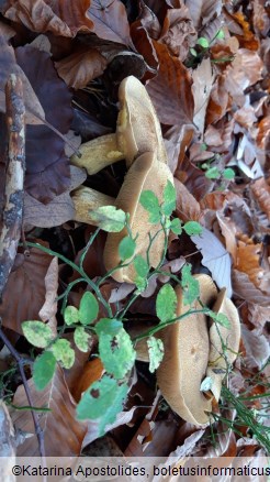 Suillus variegatus