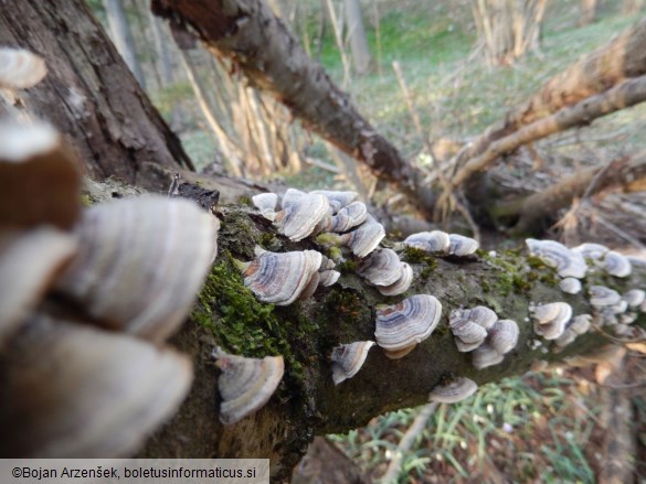 Trametes versicolor