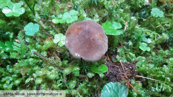 Lactarius picinus