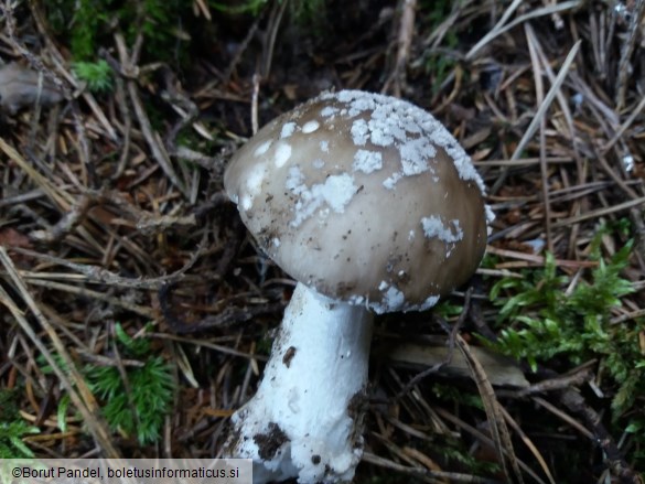 Amanita excelsa